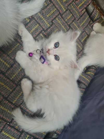 Persian Cat/Kitten for adoption