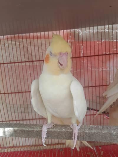 Cockatiel