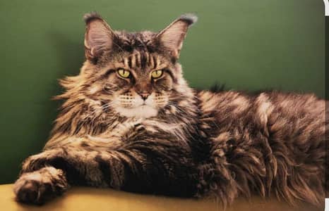Maine coon