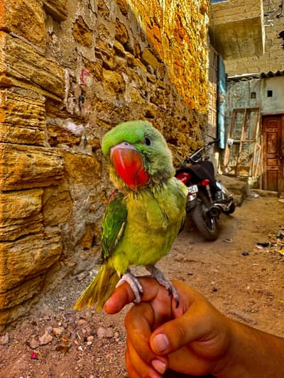 3 months baby Alexander male parrot
