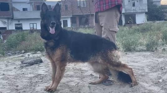 Long coat female available near to heat