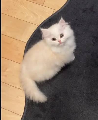 Persion Cat 2 month age My WhatsApp Number 03314189217 for sale
