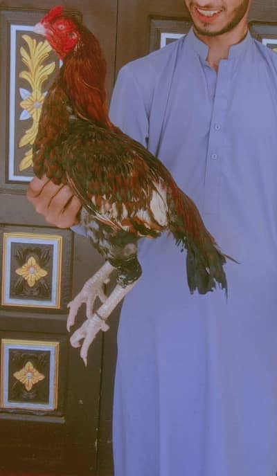 aseel murgha breeder high quality ka