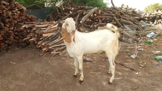 Bakra for qurbani