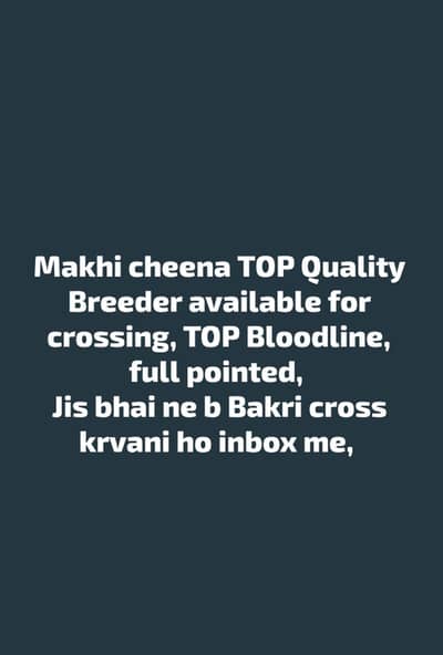 Makhi cheena TOP Quality Breeder available for crossing