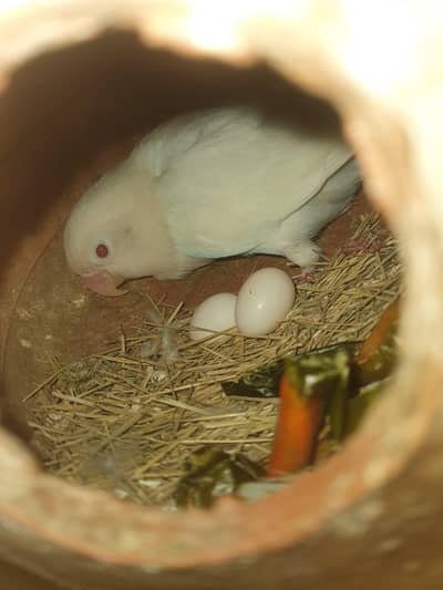 Albino Red  pair 1 Albino Black Pair 1 2 Cage 1+1