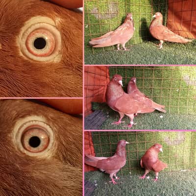 indian surkhy ,tedi,rampuri mix pigeon setup. . . . 1500 per