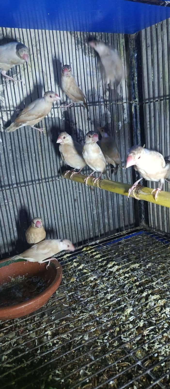 fawn java pairs 3