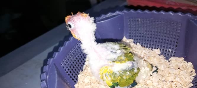 Sun Conure red factory  chick