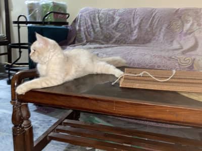 Persian Cat