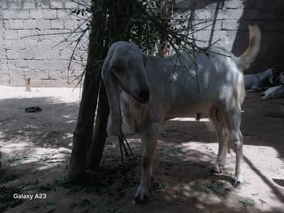 qurbani bakra