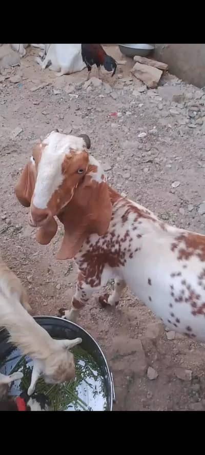 Bakra Makhi cheeni 0317 799 23 59
