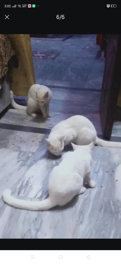 argent for sale.  full white cat