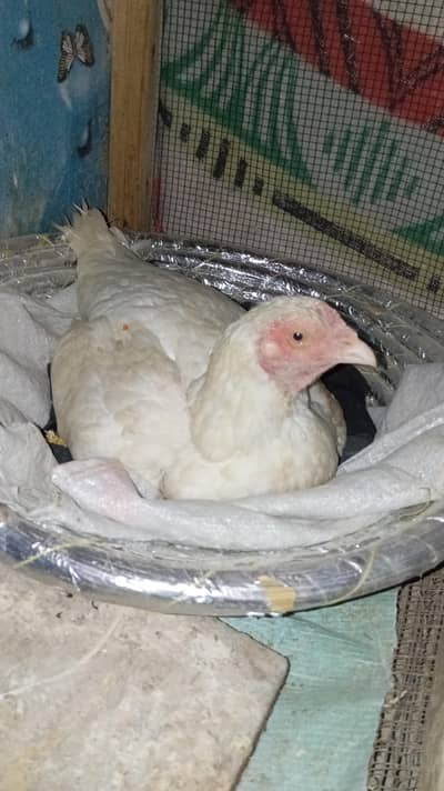 heera female