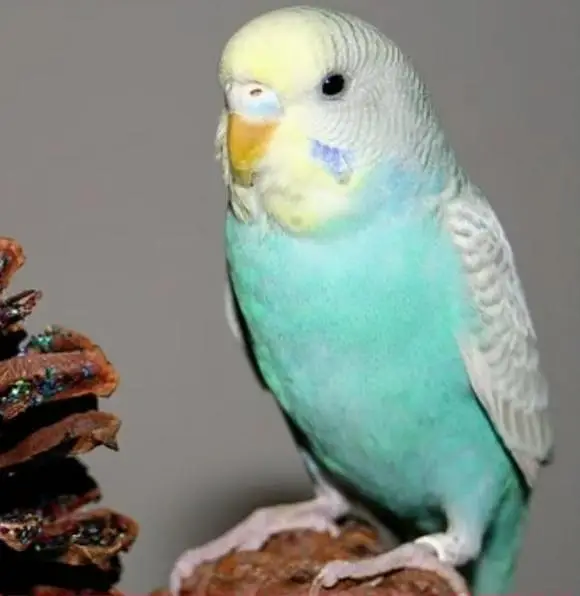 budgies parrots are availible — photo 2