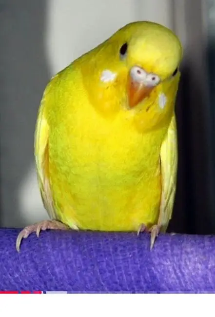 budgies parrots are availible — photo 3