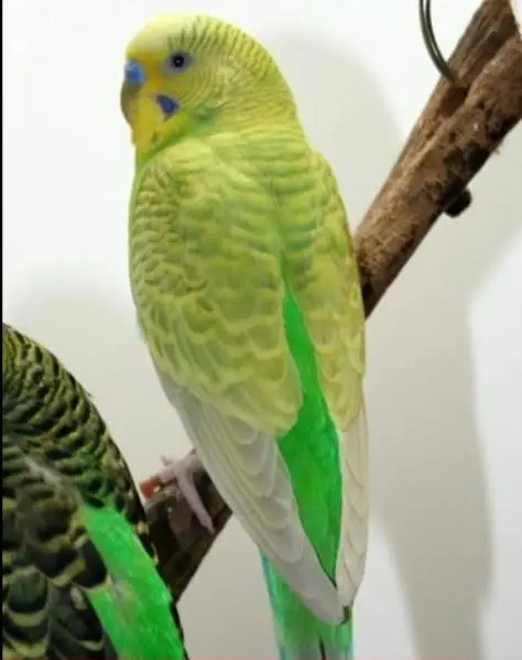 budgies parrots are availible — photo 4