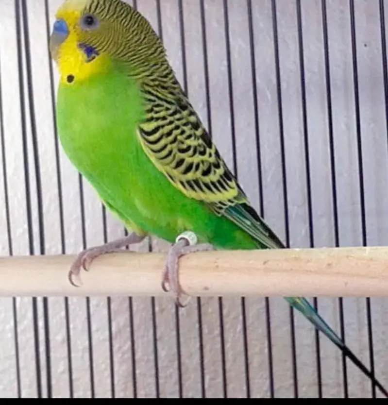 budgies parrots are availible — photo 5