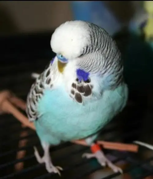 budgies parrots are availible — photo 6