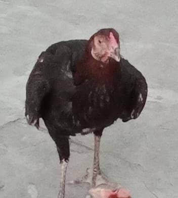 aseel breader female beautiful and active