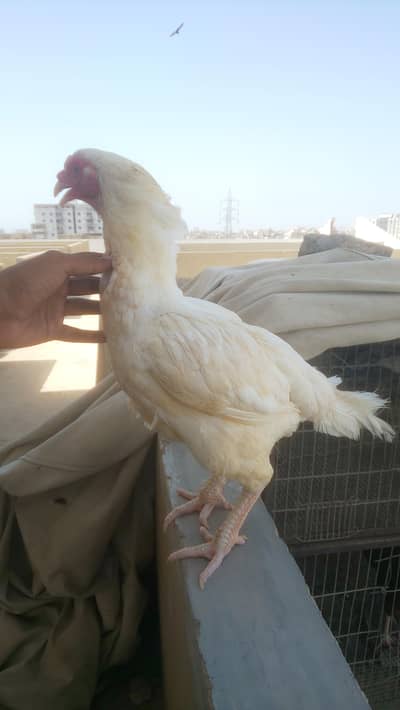 Heera aseel paper white female jumbo size
