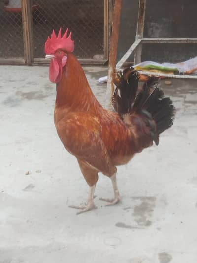 Desi hens