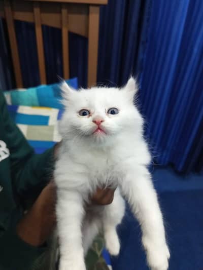 Pure Persian Kittens For Sale