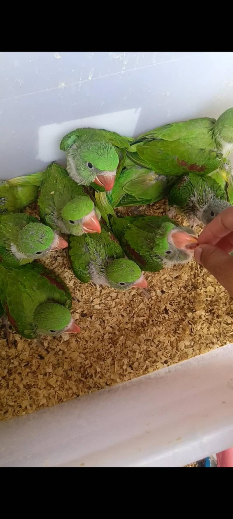 Raw Chick 1