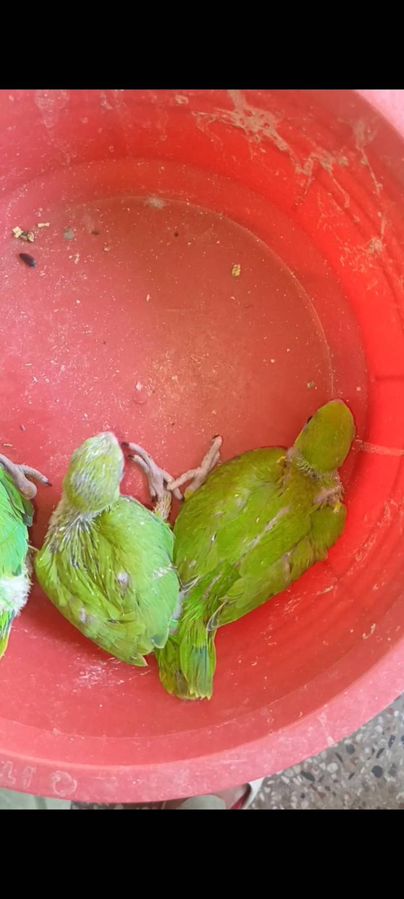 Raw Chick 4