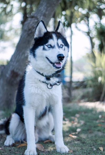 husky