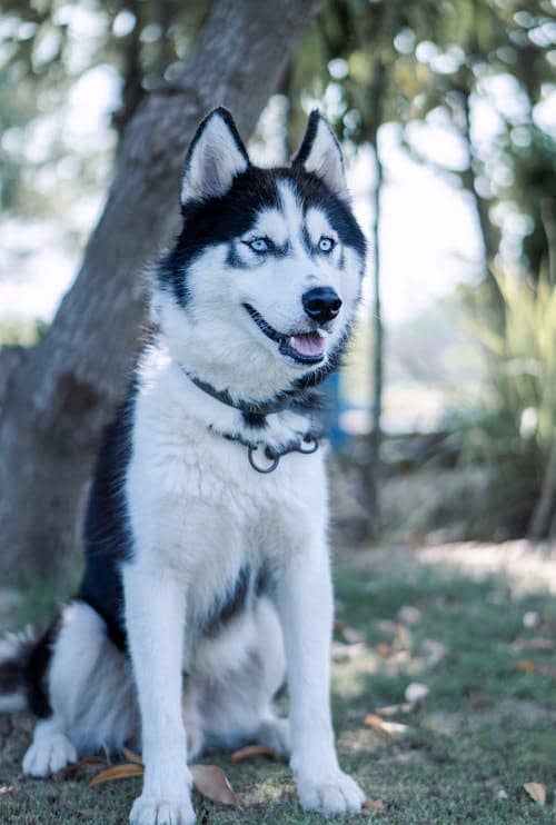 husky 0