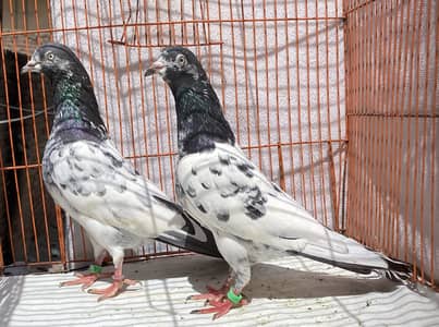 Teddy Pigeons bredr pair