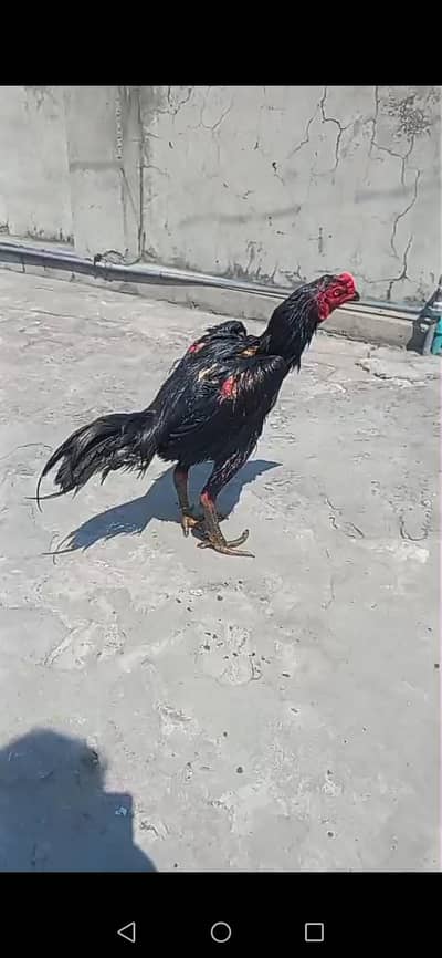 Jet black imported original panas patha Available.