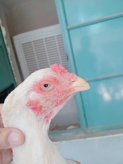 heera pure blue eyes quality female