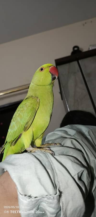 Indian Ringneck