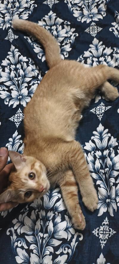 cat male