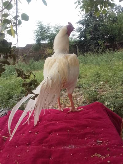 White Hera aseel pure blood line yellow shade full active