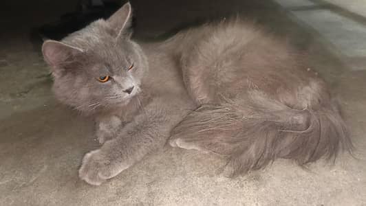 gray cloure