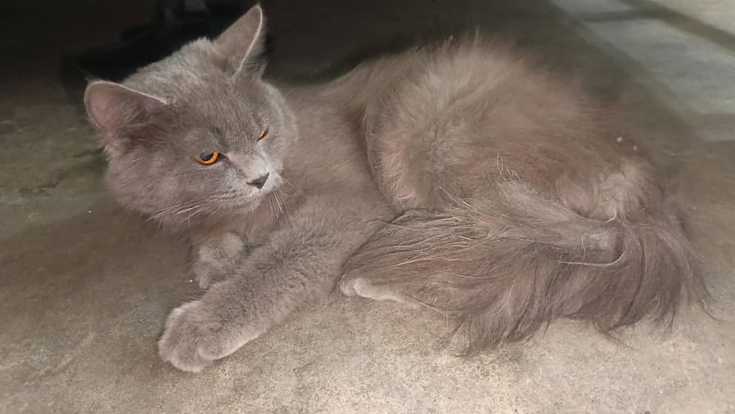 gray cloure 0