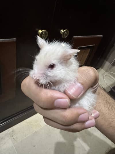 white long coat hamster