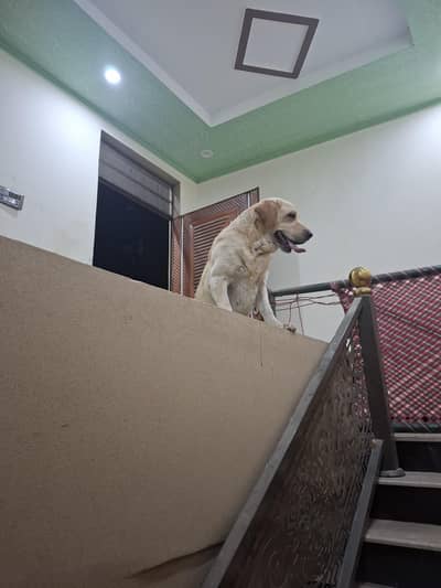 labrador for sale