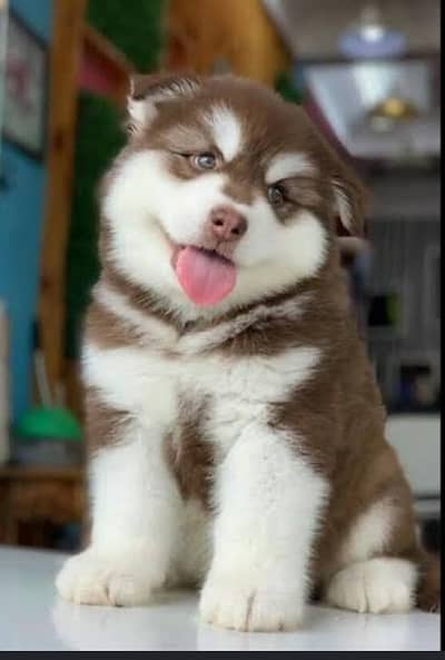 Alaskan malamute puppy for sale in lahore