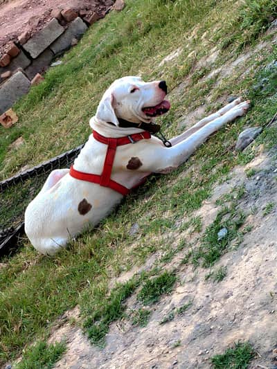 Bully x guiltar male