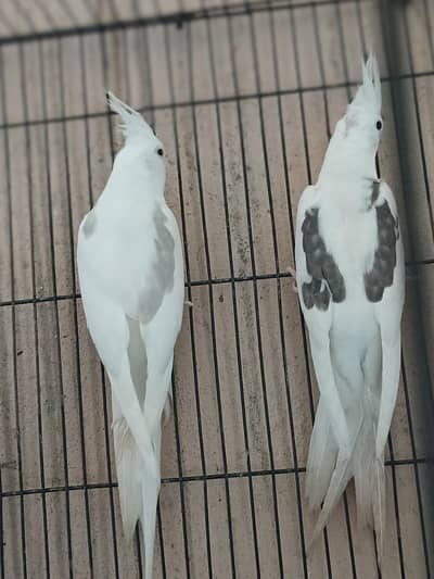 vpide top Quality pair