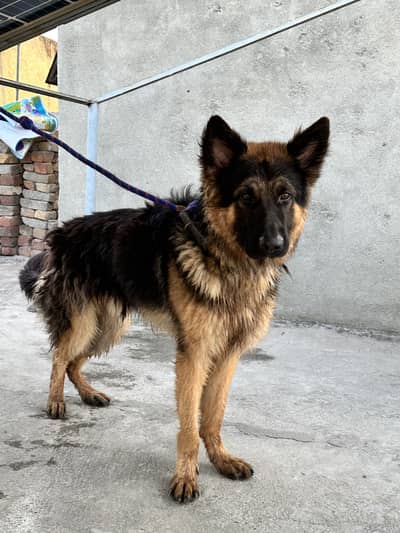 Pure German shepherd