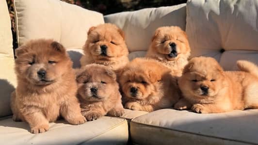 Pure Chow Chow Puppies pedigreed with passport available for import