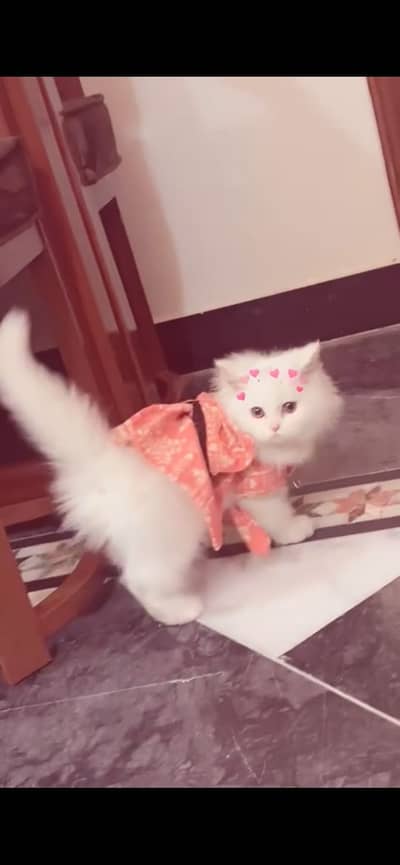Kitten
