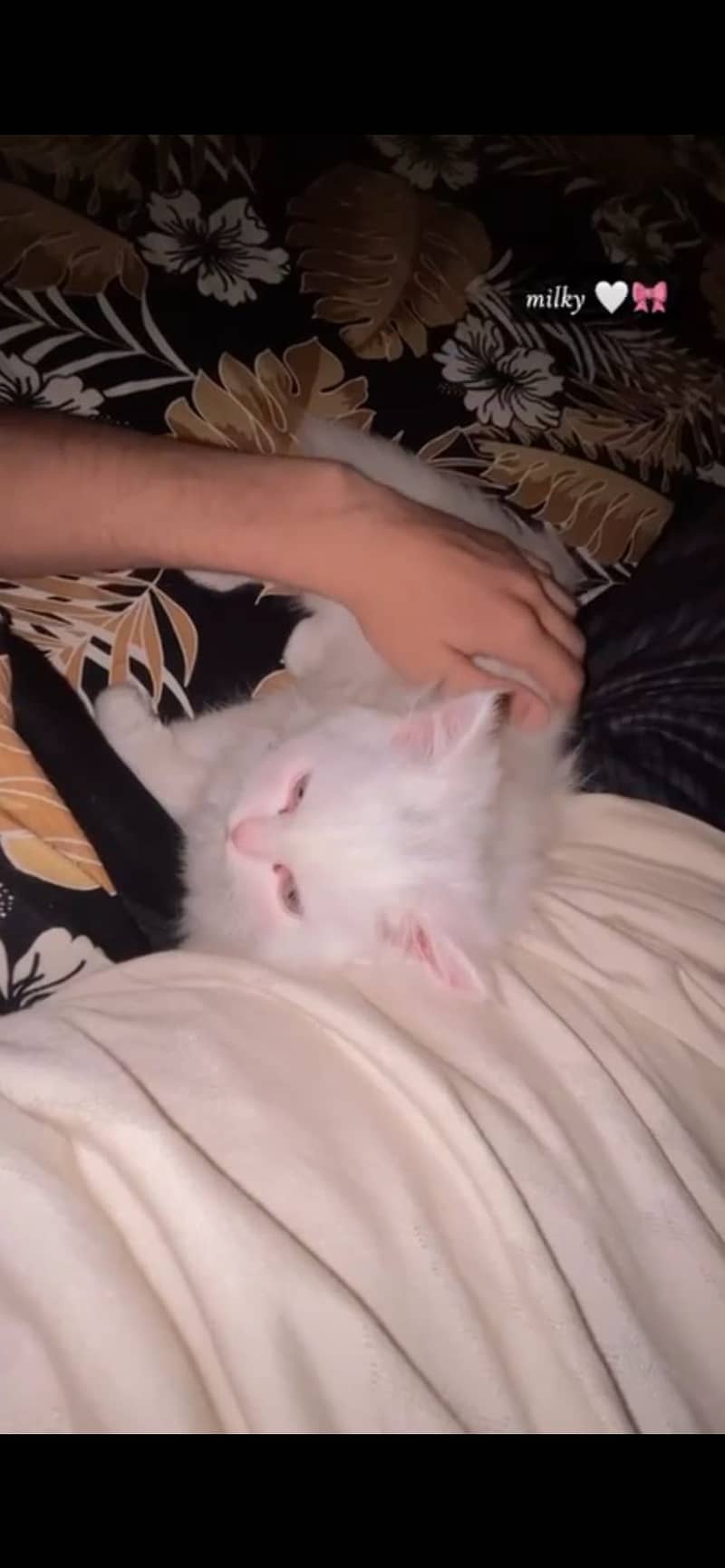 Kitten 1
