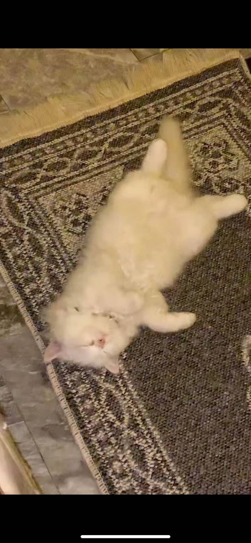 Kitten 3