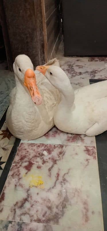 Ducks for sell